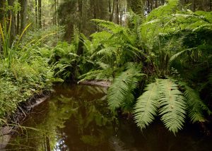 Kulikowka_7376-fot-M_Konarzewski