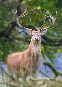 deer-5623010_1280