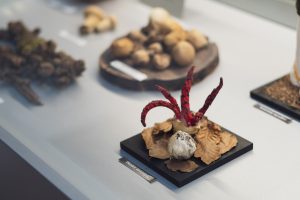 Okratek australijski