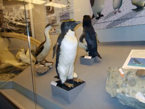 przyroda_regionow_polarnych_2