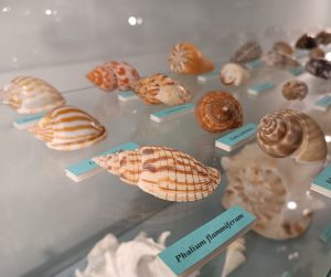 Muszelki
