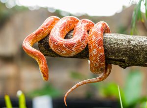 Corn snake wrapped around a branch