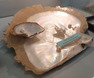Perły