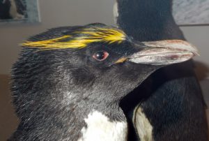 przyroda_regionow_polarnych_5